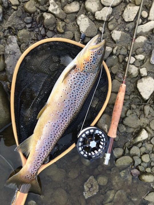 21 inch trout from the upper Wye - AM from Dorridge